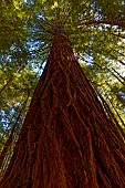 Sequoia, Whakarewarewa, North Island, New-Zealand