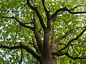 Giant oak. The woodland Hainich in Thuringia, National Park and part of the UNESCO world heritage - Primeval Beech Forests of the Carpathians and the Ancient Beech Forests of Germany. Europe, Central Europe, Germany, Thuringia