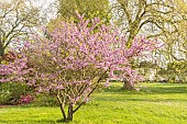 Judas tree, Cercis siliquastrum, Ecole du Breuil, Paris, France