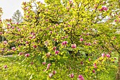 Magnolia soulangeana Lennei, in bloom