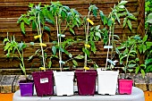 Grafted and ungrafted tomato plants, Sarthe, France