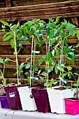Grafted and ungrafted tomato plants, Sarthe, France