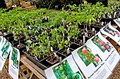 Sale of tomato plants, Fête des plantes in the grounds of the Château de Courtanvaux, Besse sur Braye, Sarthe, Pays de la Loire, France