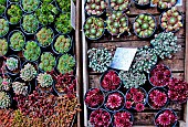 Succulents, Festival of plants and vegetable fruit vines in the grounds of the Château de Courtanvaux, Besse sur Braye, Sarthe, Pays de la Loire, France