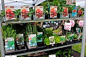 Fête des plantes et des plants légumes fruits vignes dans le parc du château de Courtanvaux, Besse sur Braye, Sarthe, Pays de la Loire, France