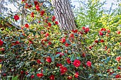 Japanese Camellia, Camellia japonica Saint Philibert, Breeder: Thoby (FRA) 2003, in bloom