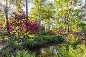 Rhododendron Cynthia, Parc Floral de Vincennes, Paris, France