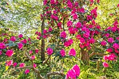 Rhododendron Cynthia, in bloom