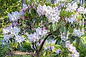 Rhododendron Loderi Pink Diamond, in bloom