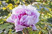 Japanese tree peony, Paeonia suffruticosa Shichifukujin, flower
