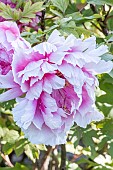 Japanese tree peony, Paeonia suffruticosa Shichifukujin, flower