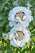 Japanese peony, Paeonia rockii Shu Sheng Peng Mo, flowers