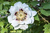 Japanese peony, Paeonia rockii Shu Sheng Peng Mo, flower