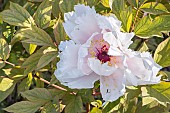 Japanese tree peony, Paeonia suffruticosa Yaezakura, flower