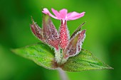Red Campion (Silene dioica) with dew in a wet meadow in Normandy, France