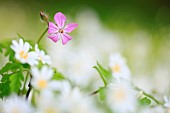 Herb Robert (Geranium robertianum) amidst Greater Stitchwort (Stellaria holostea) in the Normandy bocage, France