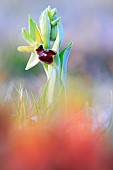 Early Spider-orchid (Ophrys aranifera) in flower on a limestone hillside in Normandy, France
