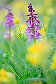 Early purple Orchid (Orchis mascula) in bloom on an embankment in the Normandy bocage with buttercups, France