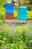 Hives set up in a meadow in the Normandy bocage in spring, France