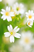 Greater Stitchwort (Stellaria holostea) in the Normandy bocage, France