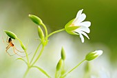 Greater Stitchwort(Stellaria holostea) with a spider spider lying in wait under a flower, Normandy, France