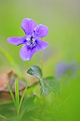 Sweet violet (Viola odorata) in the undergrowth of a Normandy bocage in spring, France