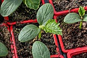 Cucumber Roccker F1 seedlings potted up