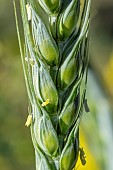 Wheat (Triticum sp.) in flower