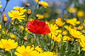 Poppy (Papaver rhoeas) among crown daisy (Glebionis coronaria), Bouches-du-Rhone, France