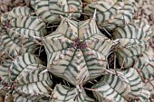 Melon Spurge (Euphorbia meloformis) Variegata