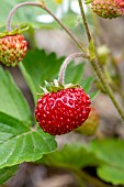 Wild strawberry (Fragaria vesca), Vaucluse, France