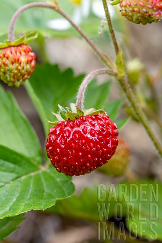 Wild_strawberry_Fragaria_vesca_Vaucluse_France