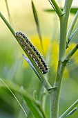 Large White (Pieris brassicae) caterpillar on Woad (Isatis tinctoria), Var, France