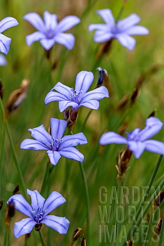 Blue_Aphyllanthes_Aphyllanthes_monspeliensis_BouchesduRhone_France