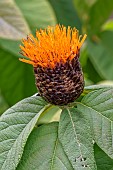Cnicothamnus lorentzii flower