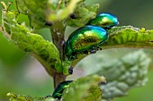 Mint Leaf Beetles (Chrysolina herbacea) on Moroccan Mint (Mentha spicata Nanah), Vaucluse, France