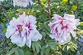 Japanese tree peony Yatsuka-jishi, Paeonia suffruticosa Yatsuka-jishi, flowers
