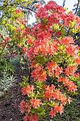 Azalea Hotspur Red, Rhododendron molle Hotspur Red, in bloom