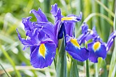 Dutch Iris Professor Blaauw, Iris hollandica Professor Blaauw, flowers