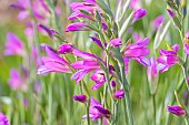 Sword Lily, Gladiolus communis ssp. byzantinus, flowers