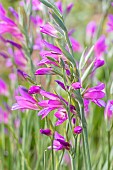 Sword Lily, Gladiolus communis ssp. byzantinus, flowers