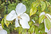 Botanical rose, Rosa gigantea, China 1882, flower