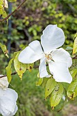 Botanical rose, Rosa gigantea, China 1882, flower