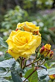 Hybrid tea rose, Rosa Michelangelo, Breeder : Meilland (FRA) 1997, flowers