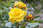 Hybrid tea rose, Rosa Michelangelo, Breeder : Meilland (FRA) 1997, flowers