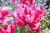Parrot tulip, Tulipa Estella Rijnveld, flowers
