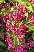 Weigela Bristol Ruby, Weigela florida Bristol Ruby, flowers
