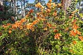 Azalea Ginger, Rhododendron Ginger, in bloom
