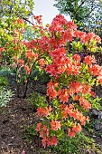 Azalea Hotspur Red, Rhododendron molle Hotspur Red, in bloom