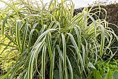 Variegated Giant Reed, Arundo donax Variegata